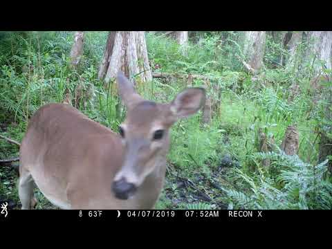 Browning Recon Force Extreme Trail Camera Pickup | Northview, SE Orlando