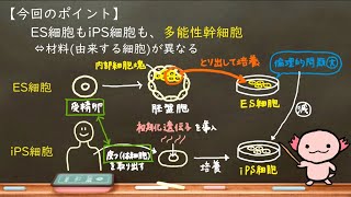 おうち生物　58. ES細胞とiPS細胞