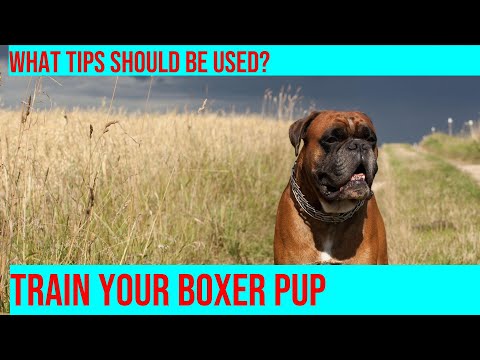 Train Your Boxer Puppy: Tips for a Well-Behaved Dog