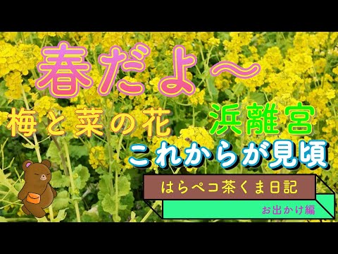 お花いっぱいの浜離宮　20240215　お花見じゃ〜