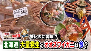 【これはお得！】安いのに美味しい！去年、北海道で大量発生したオオズワイガニは今どうなっているのか？徹底調査・・・もんすけ調査隊（今日ドキッ！2024年12月13日放送)