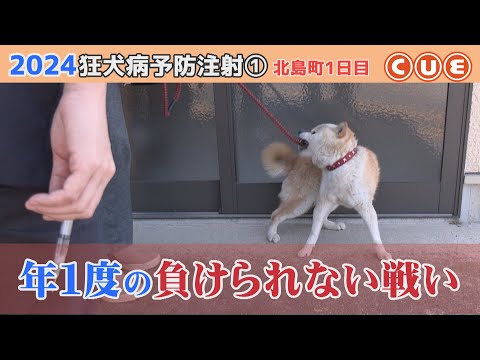 2024狂犬病予防注射　北島町でひっそり行われたワンコたちの戦い①