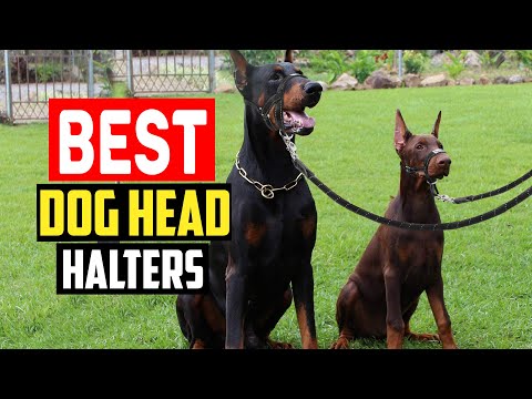 ✅Top 5 Best Dog Head Halters Reviews in 2023