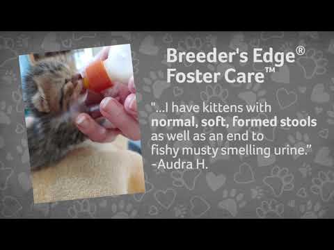 Breeder's Edge Foster Care Milk Replacer for Kittens and Puppies