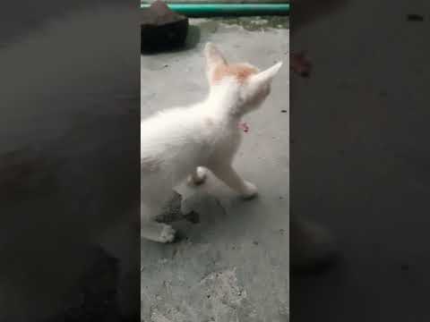 Watch This Cat Go Wild -- You Won't Believe What Happens Next!