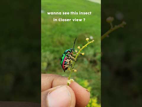 Mobile Macro Photography with Extreme Macro Lens / Insect Photography