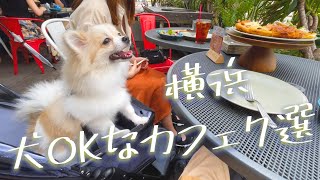 【犬連れOK】本当に教えたい横浜のおすすめカフェ7選！#ポメラニアン