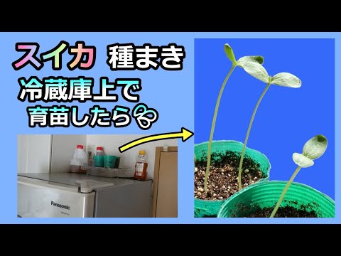 【スイカ 冷蔵庫上で種まき】徒長してもあきらめないで！