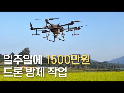 일주일에 1500, 청년 농부 남매의 드론 방제