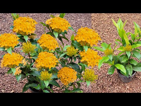 ഇതറിഞ്ഞാൽ തെച്ചിയുടെ ഇല പോലും കളയില്ല# Kerala gardening ideas for home Malayalam #garden