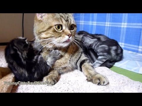 Funny Kitten Demands Attention and Petting From Mom Cat