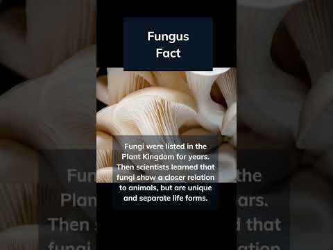 🍄 Fungus amongus #facts #shorts #fungus #mushroom