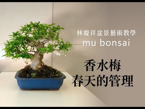 春∣香水梅春天的管理 ◤林慶祥盆景藝術教學◢ Bonsai in Taiwan