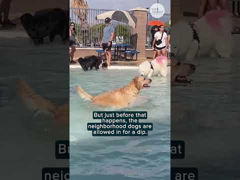 Watch this fabulous fall tradition: A dogs-only pool day | Humankind #shorts #goodnews