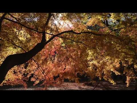 紙風船さん 可児川下流域公園　2024