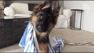 FUNNIEST Viral Dogs EVER!!