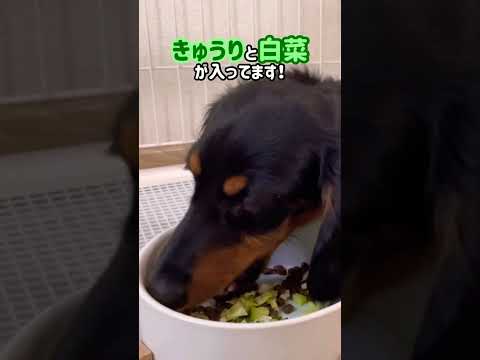 ご飯が大好きなの！　#shorts #dog #犬