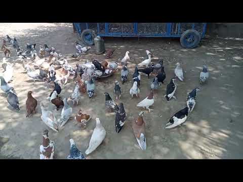 Jam Arshad kabootar baz// beautiful kabootar...#beautiful #pigeon #sadstatus #funnyshorts #shorts