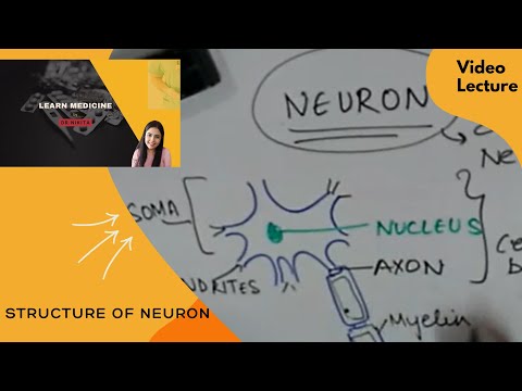 Structure of Neuron by Dr. Nikita