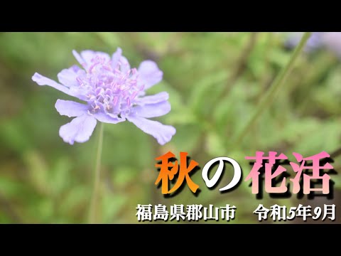 【秋の山野草】9月　福島県郡山市民の里山で季節の花活