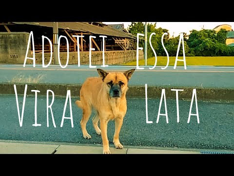 Adotei uma cachorra Vira - Lata no Japão ( Rescue poor Dogs)