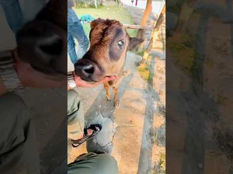 I made friendship while I was on holiday 🤣🤣 #animals #farm #cow