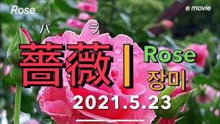 【薔薇の季節】バラのきせつ장미의 계절 Rose season (2021.5.23)