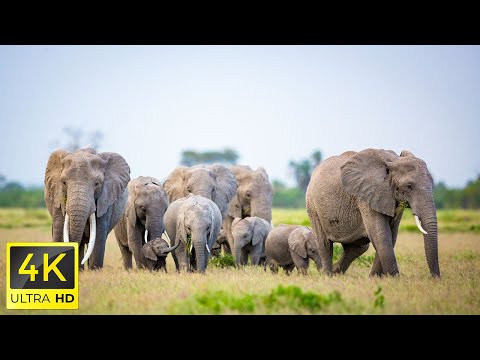 4K African Animals: Tsavo West National Park, Kenya - Scenic Wildlife Film With Calming Music