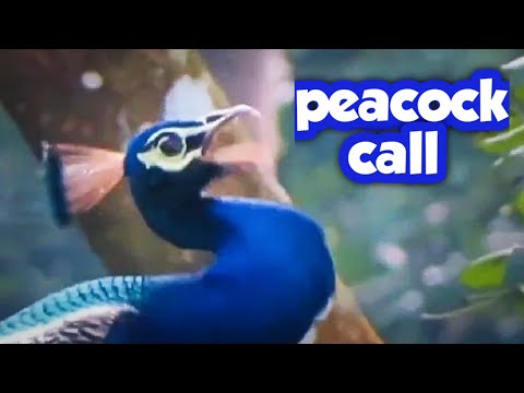 Peacock Honk 🦚 Peacock Call ~ PEACOCK Sounds | peacock voice | मोर की आवाज #peacockcall #morkiawaaz