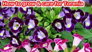 How To Grow & Care for Torenia | Torenia plant Care 🪻🌷