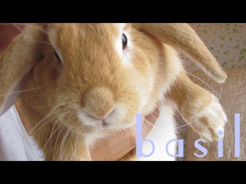 The Furry Friend Tag ft. Basil Bunny