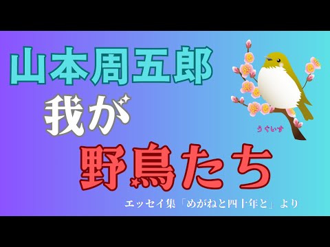 【隠れた名作　朗読】153　山本周五郎「わが野鳥たち」