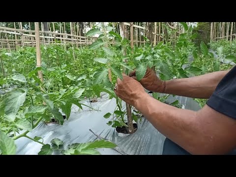 🌿 Tomato 🍅 Farming 🌱