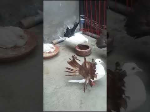 #saleupdate #pet #pigeon  subscribe chanal