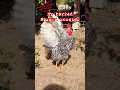 My barred Serama rooster crowing! #seramachicken #ayamserama #bantams #chickens #farming #hühner