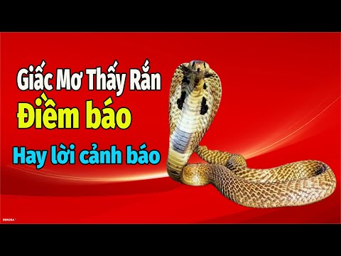 Giấc Mơ Thấy Rắn: Điềm Báo Hay Lời Cảnh Báo