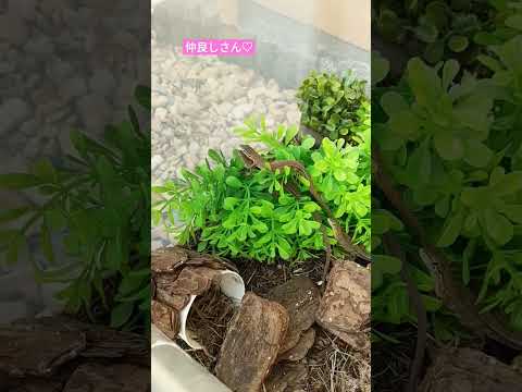 【飼育日記】癒やされます♡