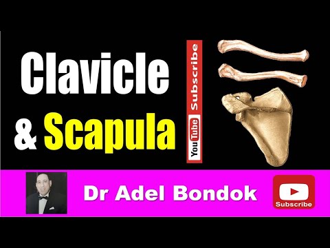 Anatomy of the Clavicle and Scapula, Osteology, Dr Adel Bondok Making Anatomy Simple