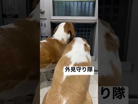 【ビーグル】夜の警備隊#shorts #ビーグル #ビーグル犬 #いぬ #犬 #警備隊#外見守り隊