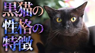 【魅惑】黒猫の性格9つの特徴｜神秘的な黒猫の行動に隠された秘密とは？