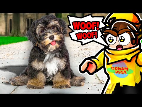 We Adopted A DOG..