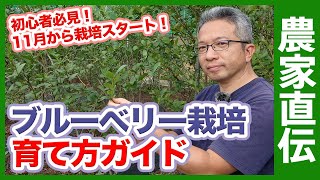 ブルーベリー農家さん直伝！家庭菜園でブルーベリー栽培するための育て方を徹底解説！これから果樹栽培を始めたい方必見！【農家直伝】