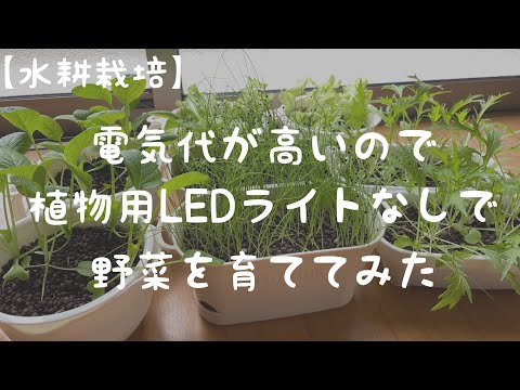 電気代が高いので植物用ライトなしで野菜を育ててみた