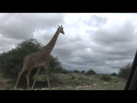 東アフリカ（ケニア・タンザニア）旅行