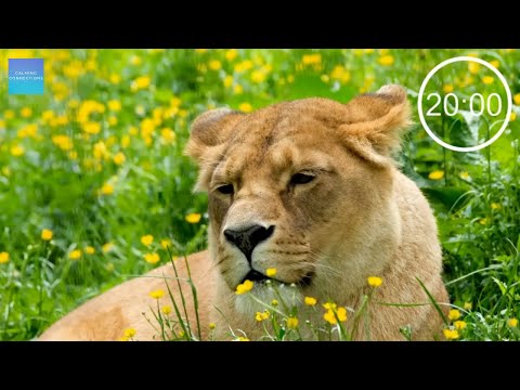 20 Minute Countdown Timer With Upbeat Music - Lions - ⏰ 20 minute timer upbeat music