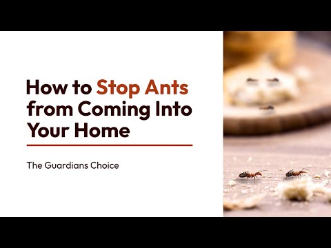 4 Ways to Stop Ants from Coming Into Your Home | The Guardian's Choice