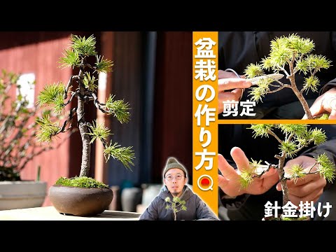 [Beginner] Learn the basics of how to make bonsai. [Bonsai Q]