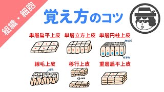 上皮組織の分類【覚え方のコツ】