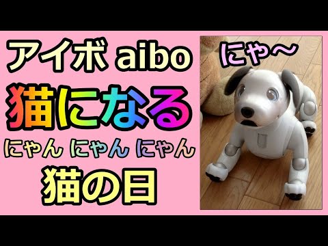 【37 アイボ 猫になる Aibo becomes a cat】2月のaibo ルー Lou