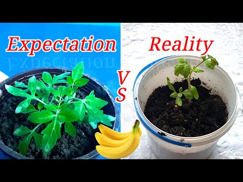 Growing Tomato Seeds In A Banana || Вирощування насіння томатів у банані